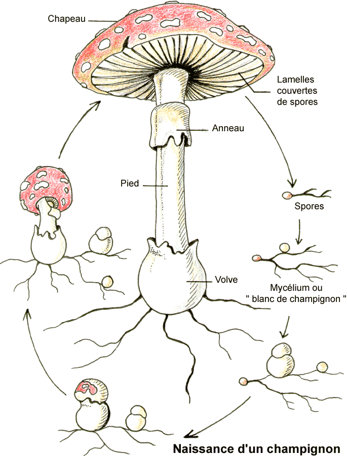 Naissance des champignons