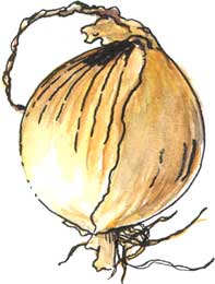 Oignons (The Kelsae)