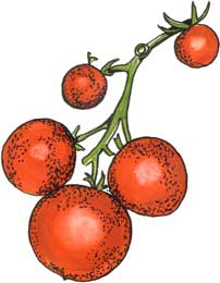 Tomate (Eurocron)